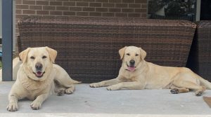 Cleo and tully pic